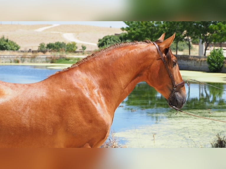 PRE Croisé Hongre 7 Ans 169 cm Alezan brûlé in NAVAS DEL MADRONO