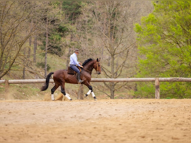 PRE Hongre 7 Ans 169 cm Bai brun in Sant joan de les abadesses