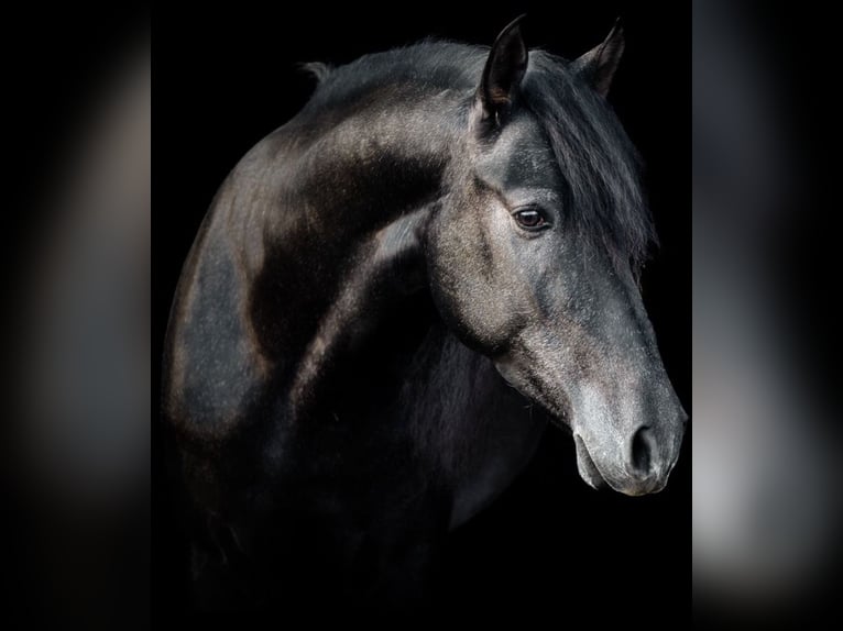 PRE Hongre 7 Ans 169 cm Gris noir in Marl