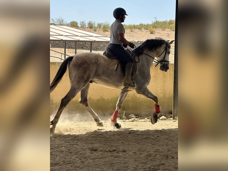 PRE Hongre 7 Ans 170 cm Gris in Extremadura