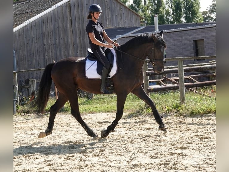 PRE Hongre 7 Ans 170 cm Noir in champfleur