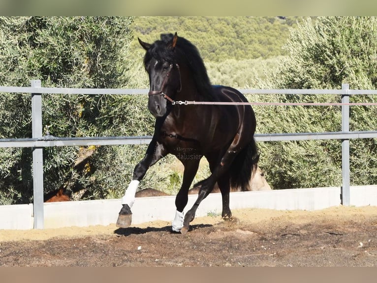 PRE Croisé Hongre 7 Ans 170 cm Noir in Penne d&#xB4;Agenais