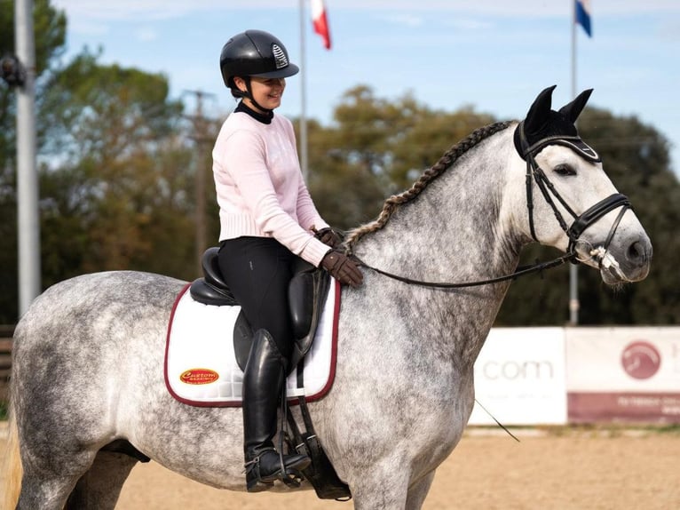 PRE Croisé Hongre 7 Ans 172 cm Gris in Navas Del Madroño