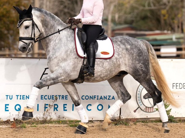 PRE Croisé Hongre 7 Ans 172 cm Gris in Navas Del Madroño