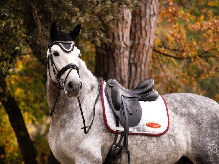 PRE Croisé Hongre 7 Ans 172 cm Gris in Navas Del Madroño