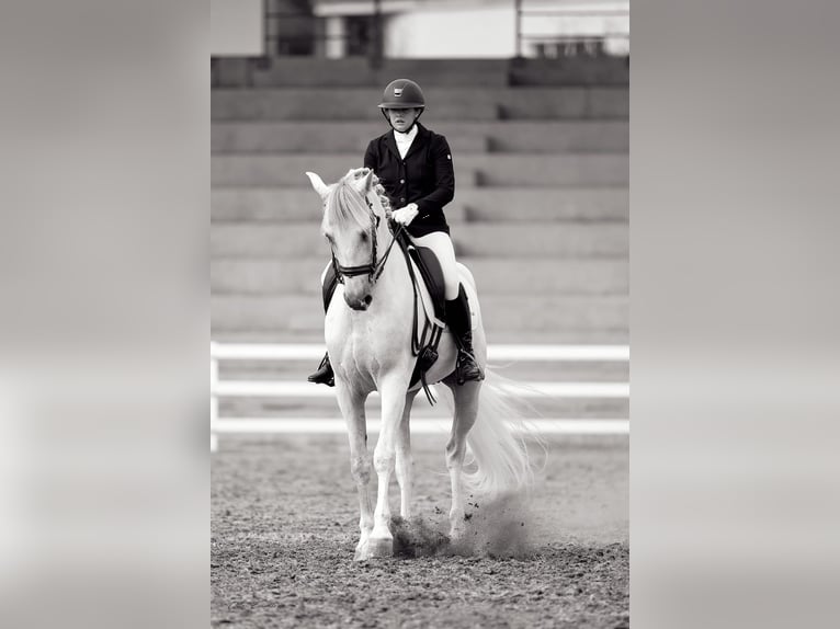 PRE Hongre 7 Ans 172 cm Gris in A Coruña