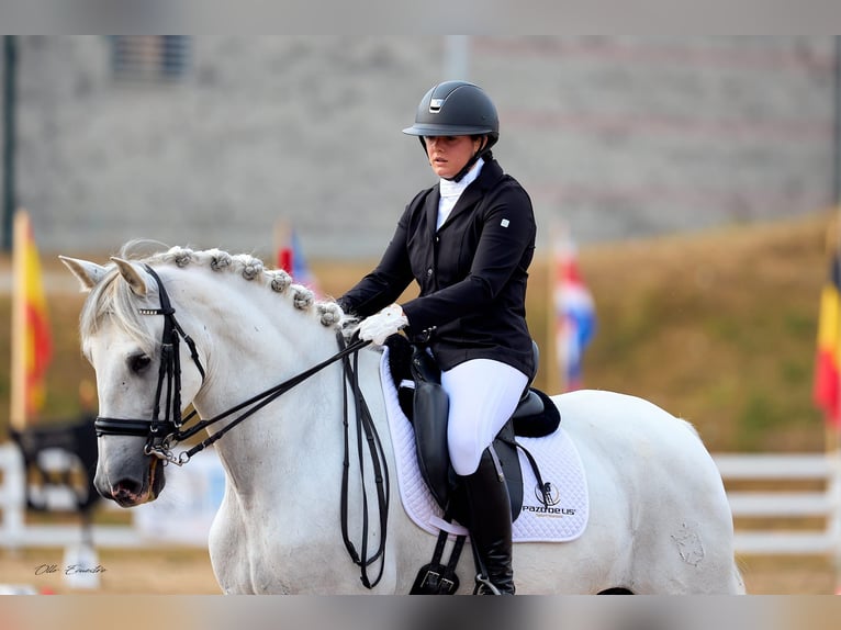PRE Hongre 7 Ans 172 cm Gris in Moalde (San Mamede)