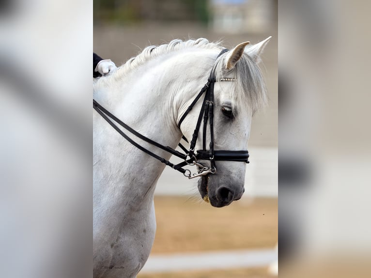 PRE Hongre 7 Ans 172 cm Gris in Moalde (San Mamede)