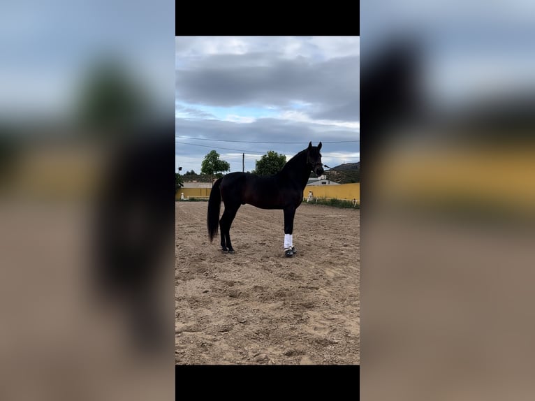 PRE Hongre 7 Ans 173 cm Bai brun in Los belones