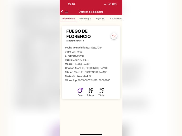 PRE Hongre 7 Ans 177 cm Gris in Galaroza (Huelva)