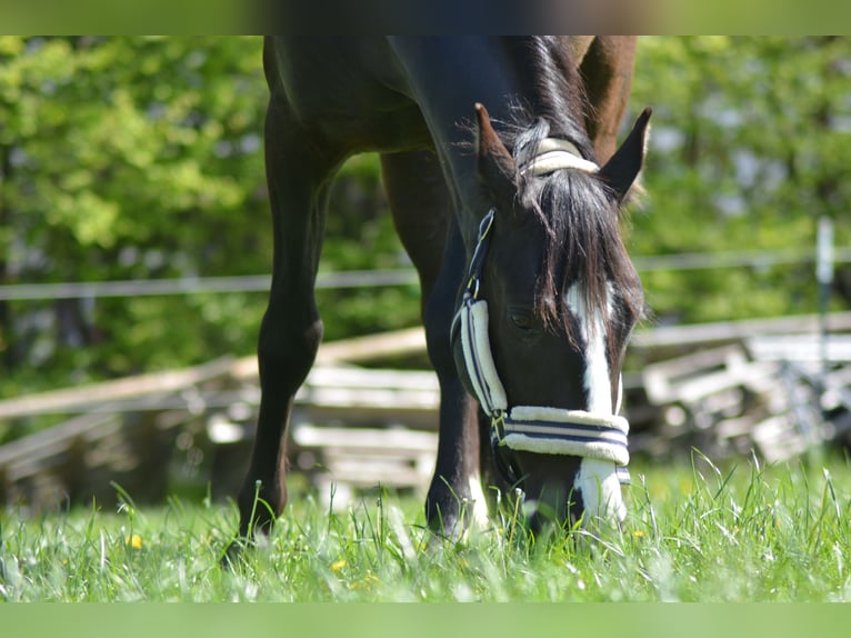 PRE Hongre 8 Ans 152 cm Bai brun foncé in Bad Harzburg Eckertal