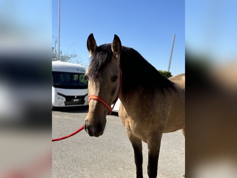 PRE Croisé Hongre 8 Ans 157 cm Buckskin in Affoltern am Albis