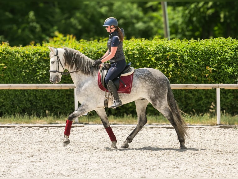PRE Hongre 8 Ans 158 cm Gris in Neustadt (Wied)