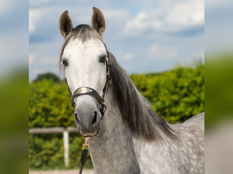 PRE Hongre 8 Ans 158 cm Gris in Neustadt (Wied)