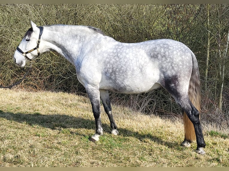 PRE Hongre 8 Ans 160 cm Gris pommelé in Regensburg