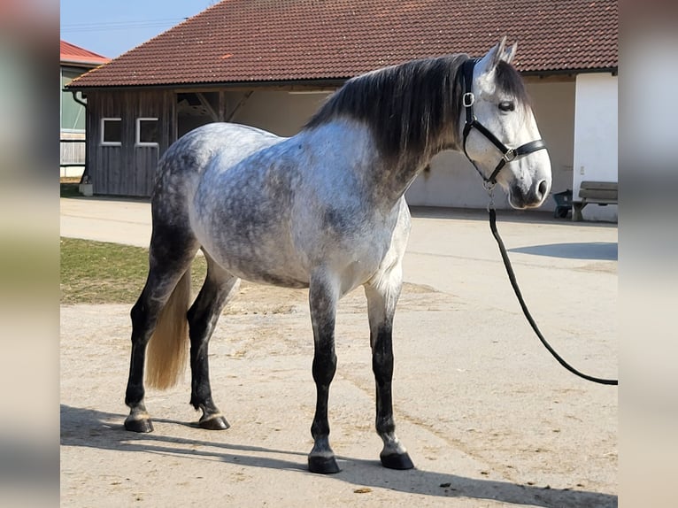 PRE Hongre 8 Ans 160 cm Gris pommelé in Regensburg