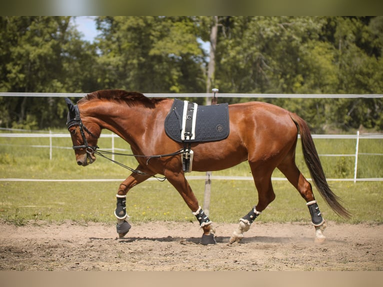 PRE Croisé Hongre 8 Ans 161 cm Alezan in Bautzen