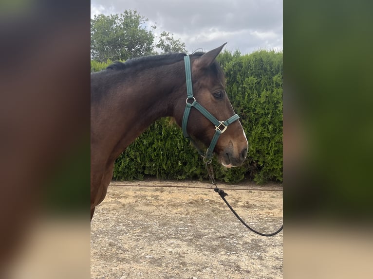 PRE Hongre 8 Ans 162 cm Bai brun in Torrente
