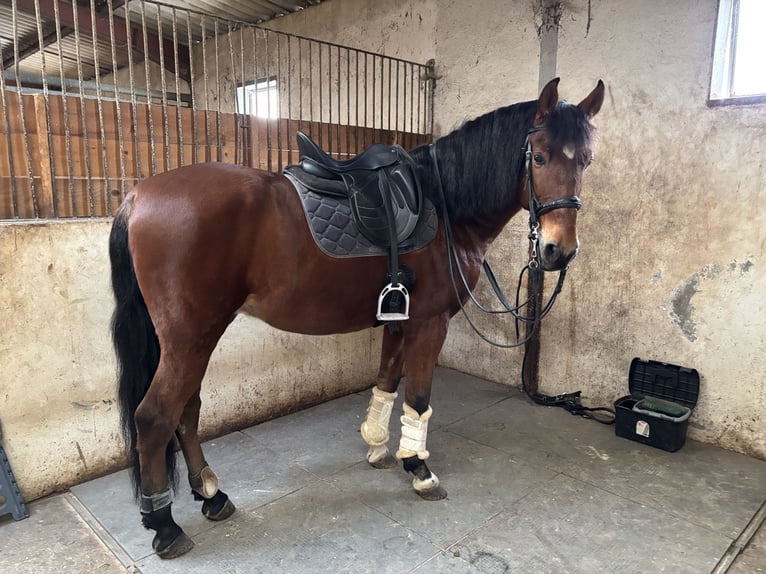 PRE Hongre 8 Ans 162 cm Bai in Saint-Sulpice