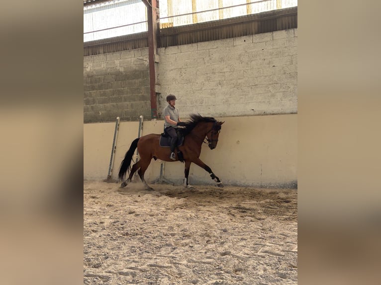 PRE Hongre 8 Ans 162 cm Bai in Saint-Sulpice