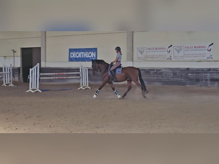 PRE Hongre 8 Ans 162 cm in Quargnento