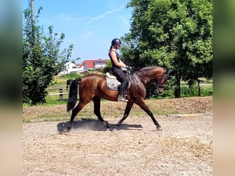 PRE Croisé Hongre 8 Ans 163 cm Bai in Karlshuld