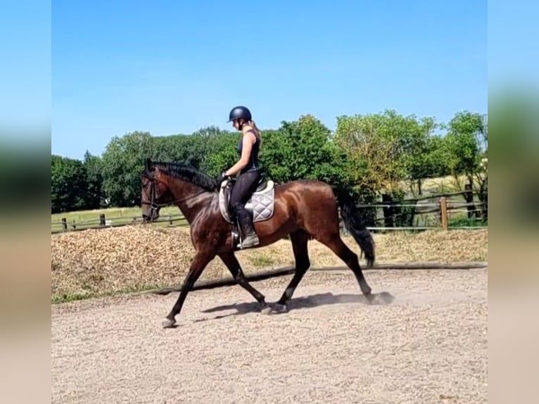 PRE Croisé Hongre 8 Ans 163 cm Bai in Karlshuld