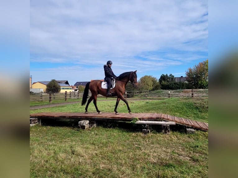 PRE Hongre 8 Ans 163 cm Bai in Karlshuld