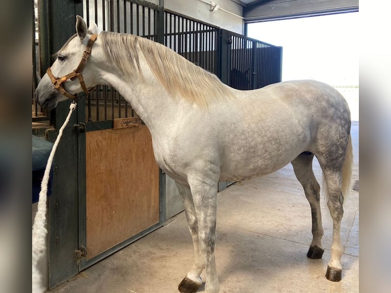 PRE Croisé Hongre 8 Ans 163 cm Gris in MADRID