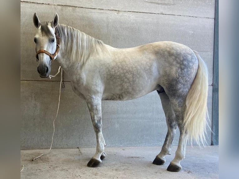PRE Croisé Hongre 8 Ans 163 cm Gris in MADRID