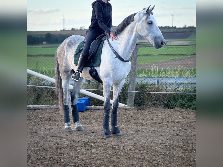 PRE Croisé Hongre 8 Ans 163 cm Gris in Wegeleben
