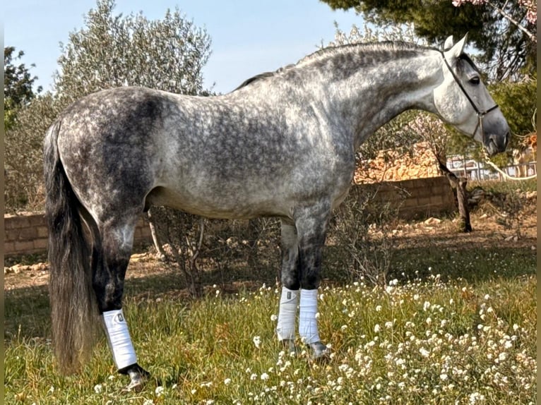 PRE Croisé Hongre 8 Ans 163 cm Gris pommelé in Martfeld