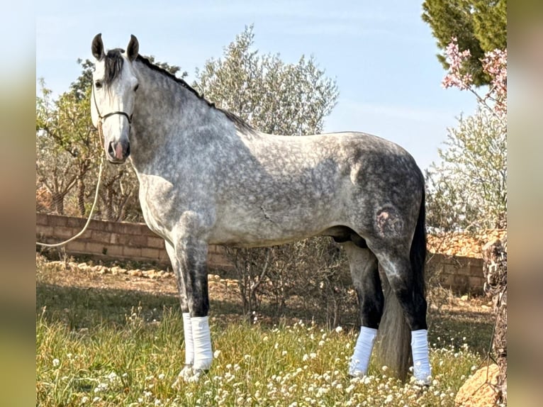 PRE Croisé Hongre 8 Ans 163 cm Gris pommelé in Martfeld