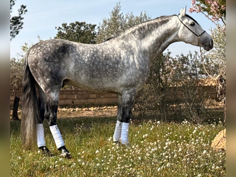 PRE Croisé Hongre 8 Ans 163 cm Gris pommelé in Martfeld