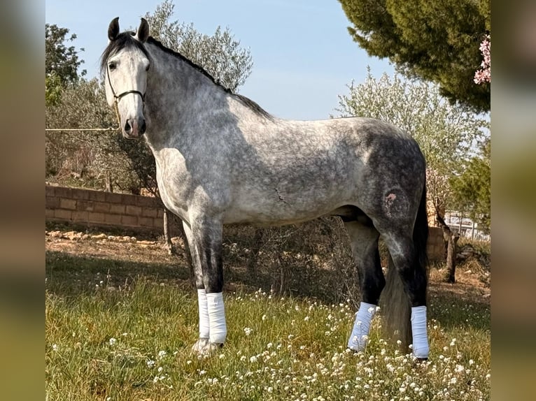 PRE Croisé Hongre 8 Ans 163 cm Gris pommelé in Martfeld