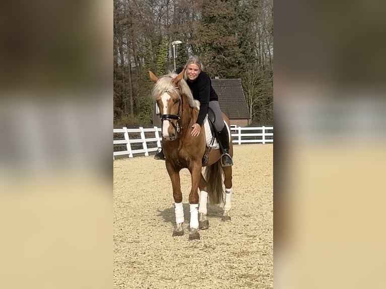 PRE Croisé Hongre 8 Ans 163 cm Palomino in Niederkrüchten