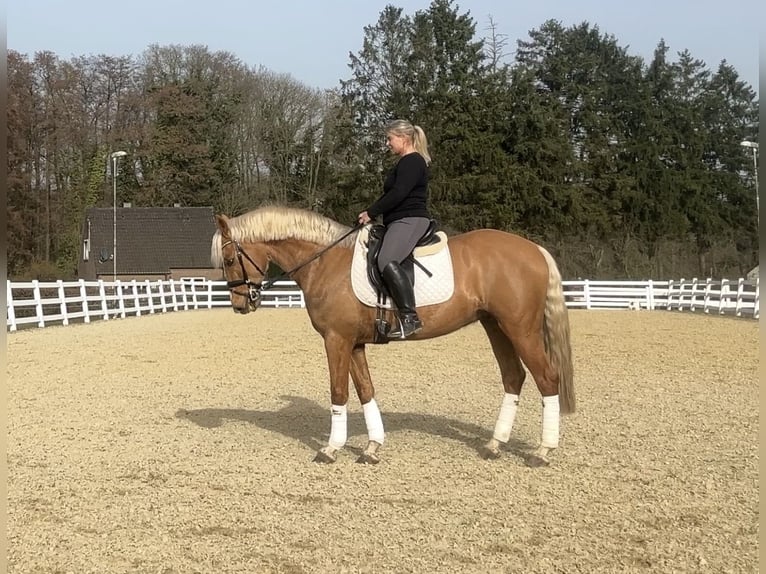 PRE Croisé Hongre 8 Ans 163 cm Palomino in Niederkrüchten