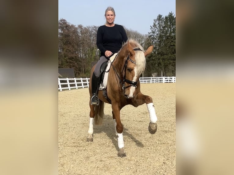 PRE Croisé Hongre 8 Ans 163 cm Palomino in Niederkrüchten