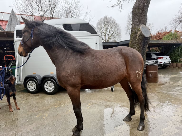 PRE Croisé Hongre 8 Ans 164 cm Bai brun in Bad Wünnenberg