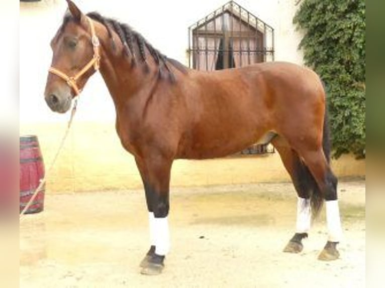 PRE Croisé Hongre 8 Ans 164 cm Bai cerise in Sevilla
