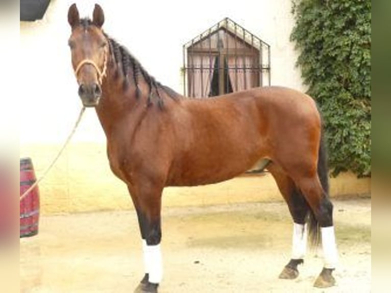 PRE Croisé Hongre 8 Ans 164 cm Bai cerise in Sevilla