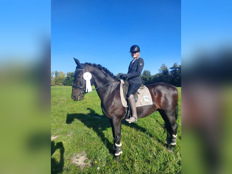 PRE Hongre 8 Ans 164 cm Noir in Garching bei München
