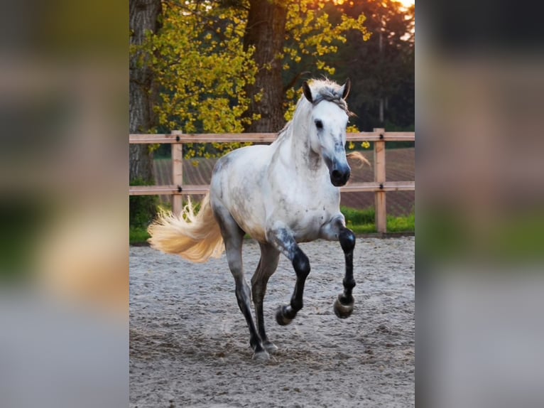 PRE Hongre 8 Ans 165 cm Gris in Münchsteinach