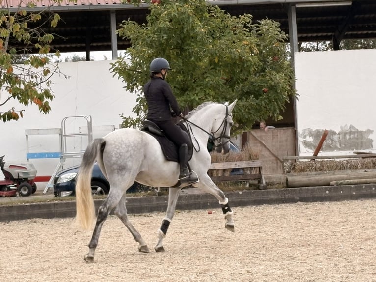 PRE Croisé Hongre 8 Ans 165 cm Gris in Neuburg an der Donau