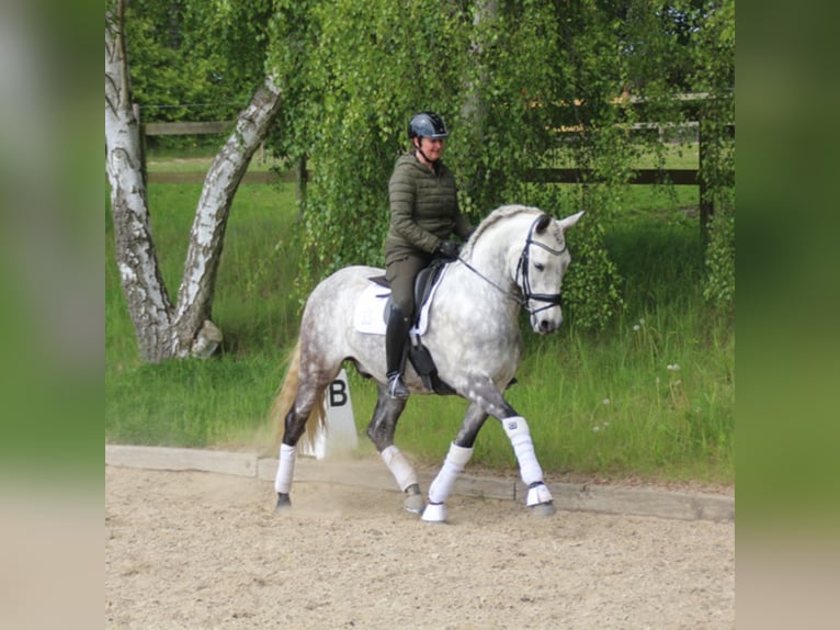 PRE Croisé Hongre 8 Ans 166 cm Gris in Asperup