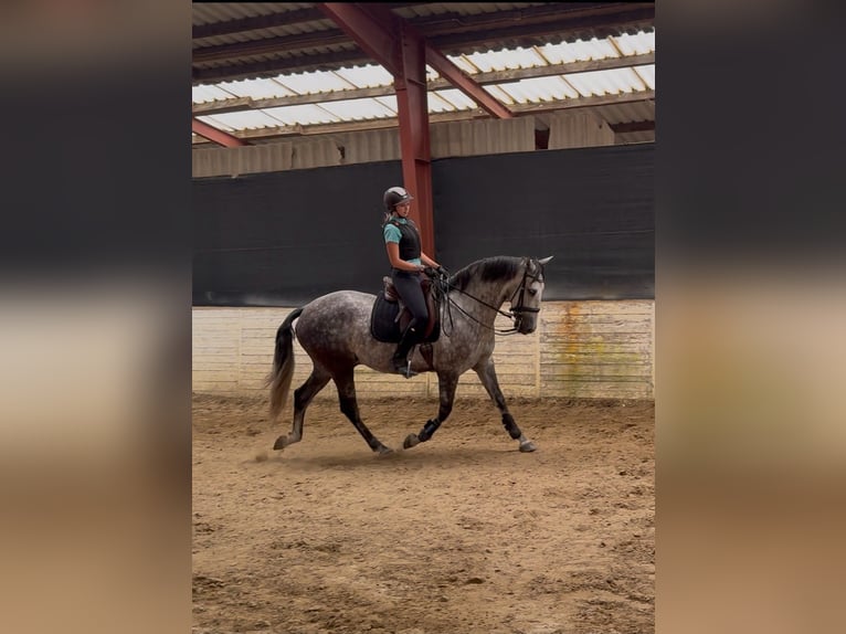 PRE Hongre 8 Ans 167 cm Gris noir in Ganderkesee