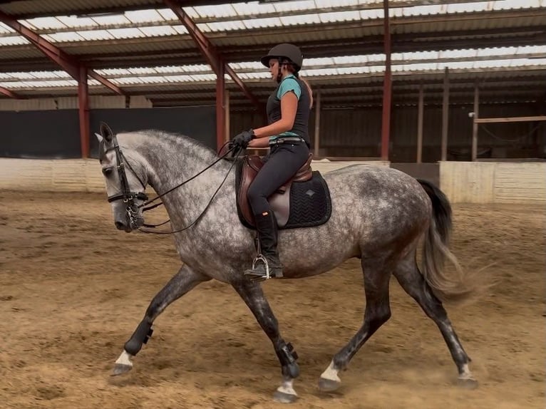 PRE Hongre 8 Ans 167 cm Gris noir in Ganderkesee