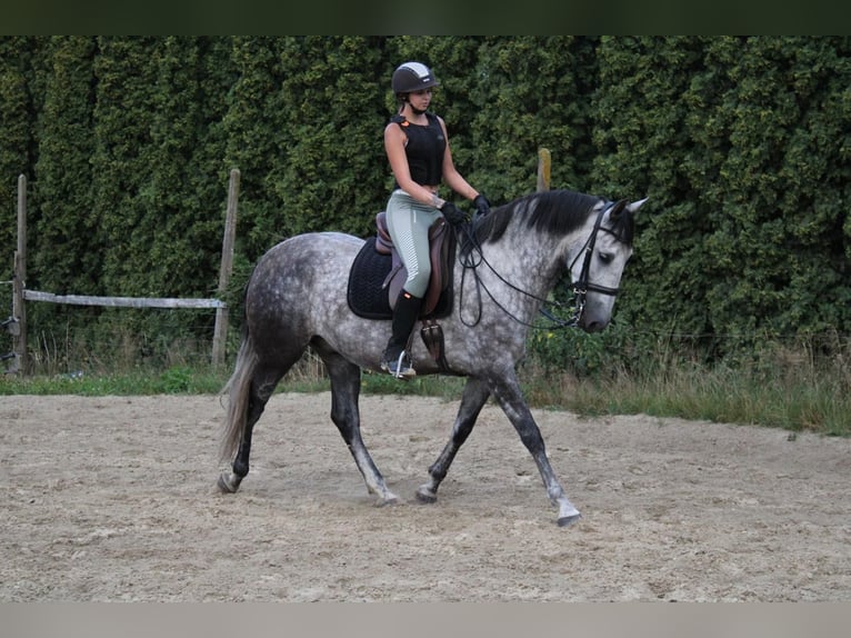 PRE Hongre 8 Ans 167 cm Gris noir in Ganderkesee