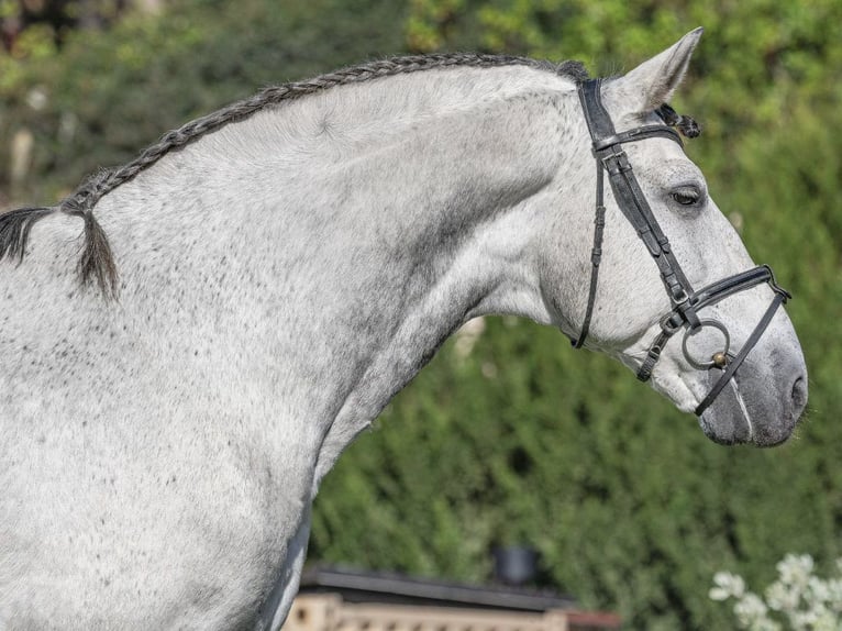 PRE Croisé Hongre 8 Ans 168 cm Gris pommelé in Navas Del Madroño