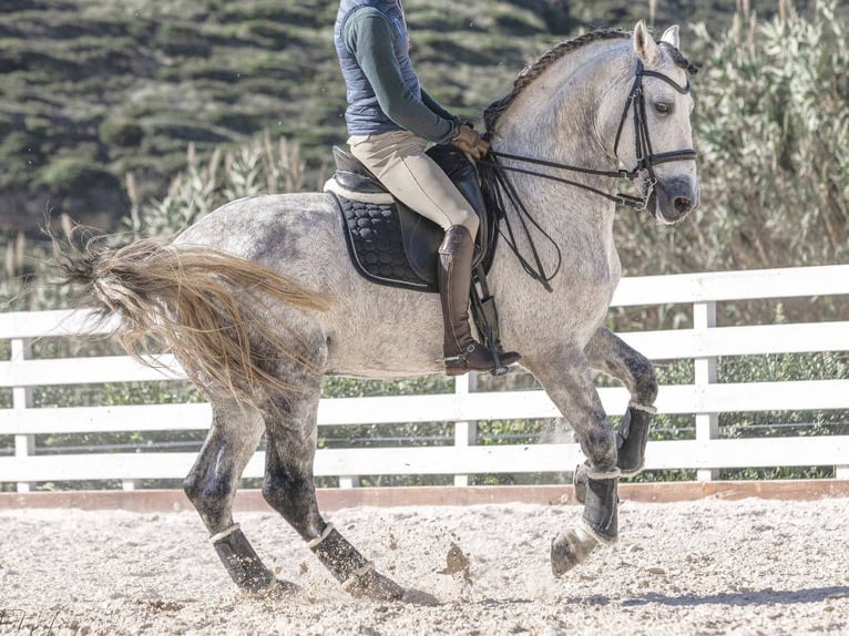 PRE Croisé Hongre 8 Ans 168 cm Gris pommelé in Navas Del Madroño